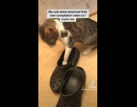 Collab BitchMP - Woman makes video compilations of her cats 