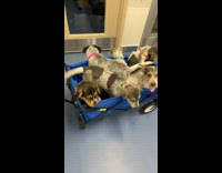 Puppies ride on wagon cart animal shelter