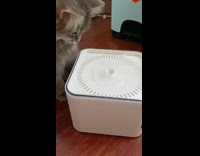 Grey cat white water fountain bowl 