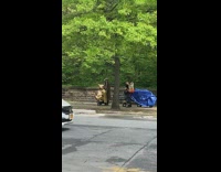Guy Pushes Gold Animal Statue Down Street 