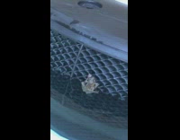 Videos of a frog that gets the hot tub with woman