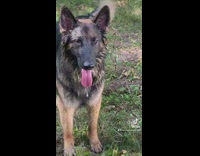 Collab Clips mpugc - Dog drinks entire stream of water from hose