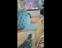 Two grey kittens recreate lion king scene 