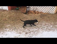 Dog carries chunk of ice around backyard 