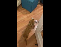 Dog Picks Up and Carries Away KFC Box