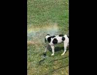 Dog drinks and catches sprinkler at yard