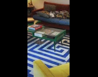 Dog passed out sleeping on couch in blanket