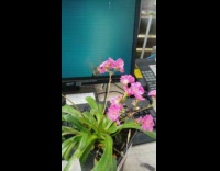Hummingbird flies on pink flower pot inside office