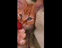 Orange kitten lays down behind red pillow