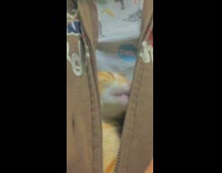 Girl unzips brown jacket orange cat inside 