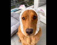 Brown golden retriever dog white ears headband 