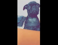 Black pug dog stands barks at girl