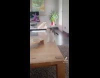 Collab PLC - Paper Cup Gets Stuck on Gray White Cats Face