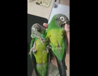 Girl holds two green birds in one hand