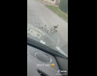 Mother duck walking with ducklings and one falls into storm drain 
