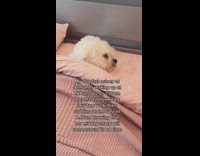 Asleep Fluffy Dog Snores Loudly on Bed