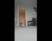 Cat runs into camera trying to catch cat toy