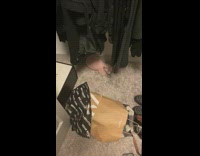 Bijou naked cat stays in closet