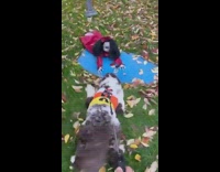 Dog plays with creepy Halloween doll on grass