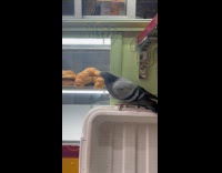 Pigeon tries to eat croissant over glass