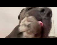 Big grey dog lick paw near camera
