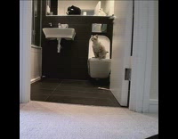 Grey cat plays with toilet water 