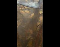 Microorganism swims around the plant vase