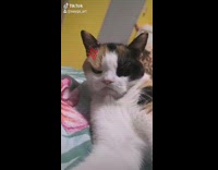 Girl laughs black brown cat angry filter 