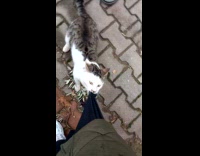 Cat bite refuse to let go skirt