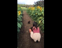 Girl small black dog sit middle sunflowers