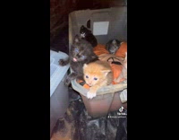 Kittens in box try to escape 