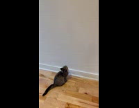 Cat playing with cracked paint on wall 