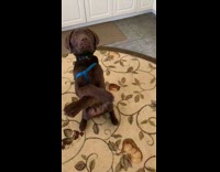 Dog does tricks for treat