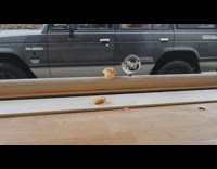 Bird with one leg at the coffee shop says hello