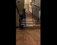 Owner makes dog jealous downstairs 