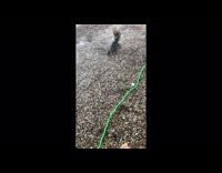 Wild squirrel approaches car and gets food