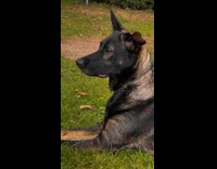 Dog lay on grass leaf clover on mouth