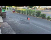 Collab DailyDoseOfInternet - Dog wearing skirt chases scooter down street 