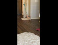 Clips mpugc - Dog screams when told to get used to leash