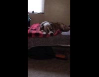 Dog on bed stare at girl filmer