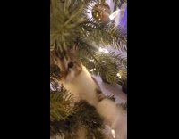 Man Pokes Fun of Cat in Christmas Tree