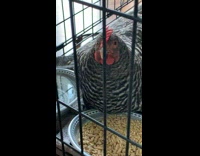 Chicken inside cage sit next to bowls