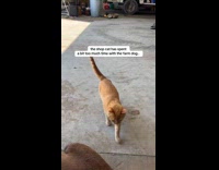 Cat wagging tail like a dog 