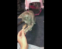 Grey cat brown feather pink carrier flash 