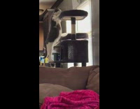 Cat struggles to climb tower by window 