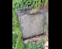 Colony of ants with tunnels and larvae behind the tiles