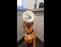 Dog eats ice cream pint stuck on mouth