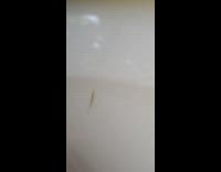 Bug that camouflages into a stick under the scooter