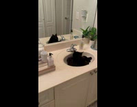 Black cat lick fur sit inside sink bowl