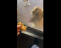 Dog couldnt grab bread with door blocking